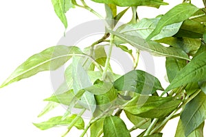 Polygonum Isolated photo