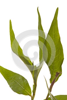 Polygonum Isolated photo