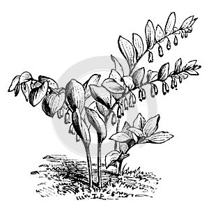 Polygonum Japonicum vintage illustration