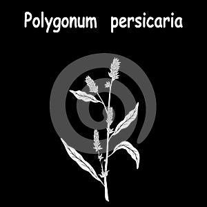 Polygonum lapathifolia pale persicaria vector tattoo illustration