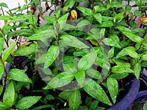 Polygonum odoratum Lour, Polygonaceae