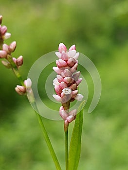 Polygonum persicaria