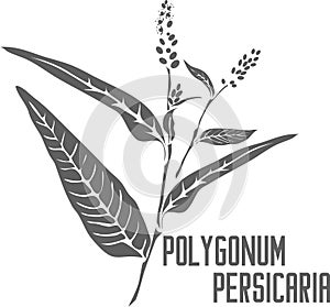 Polygonum persicaria silhouette vector illustration