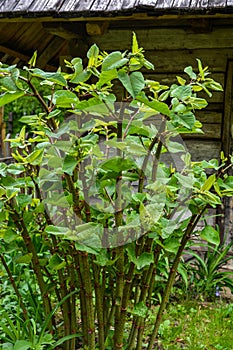 Polygonum sachalinense in spring. Green young plant in spring photo