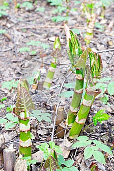 Polygonum sachalinense in spring. Green young plant in spring. Stalks of Polygonum sachalinense. Gardening