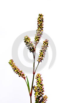 Polygonum scabrum Moench