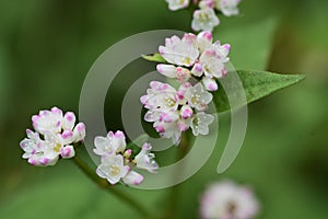 Polygonum thunbergii flowers