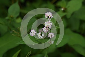 Polygonum thunbergii flowers