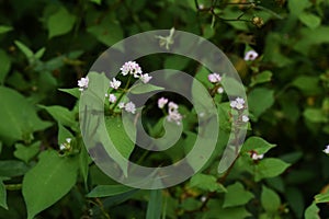 Polygonum thunbergii flowers