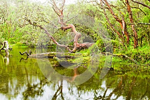 Polylepis Forest Lagoon