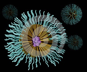 Polymeric micelles are structures formed by amphiphilic block copolymers