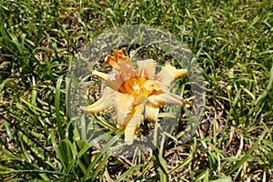 Polymerous apricot-colored flower of Hemerocallis fulva in July photo