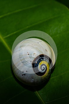Polymita Painted Snails of Cuba