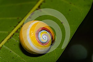 Polymita Painted Snails of Cuba