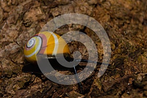 Polymita Painted Snails of Cuba