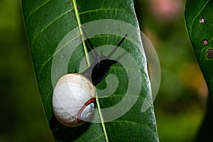 Polymita Painted Snails of Cuba