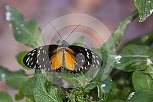 Polymorphic Longwing Butterfly