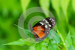 Polymorphic Longwing (Heliconius hecale), Costa Rica