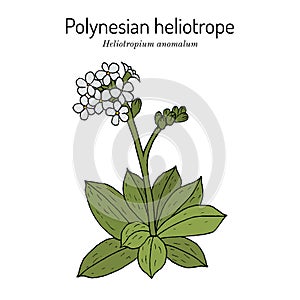 Polynesian or Pacific heliotrope, or hinahina Heliotropium anomalum
