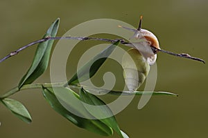 A Polynesian tree snails is looking for food on the trunk of a wild plant.