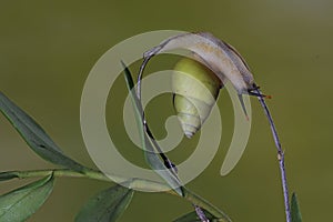 A Polynesian tree snails is looking for food on the trunk of a wild plant.