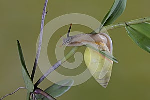 A Polynesian tree snails is looking for food on the trunk of a wild plant.