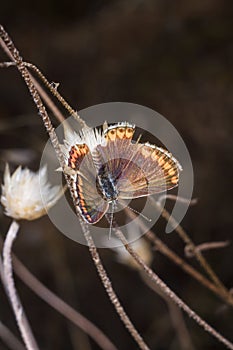 Polyommatinae, the blues, diverse subfamily of gossamer-winged butterflies, family Lycaenidae. Insect sitting on plant, soft