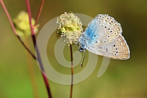 Polyommatus amandus , The Amanda`s blue butterfly photo