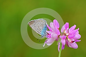 Polyommatus amandus , The Amanda`s blue butterfly on flower photo