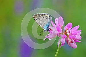Polyommatus amandus , The Amanda`s blue butterfly on flower photo