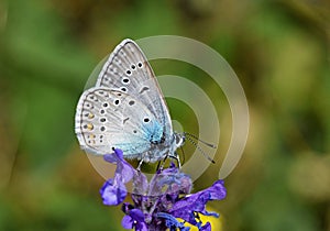Polyommatus amandus , The Amanda`s blue butterfly honey suckling on flower photo