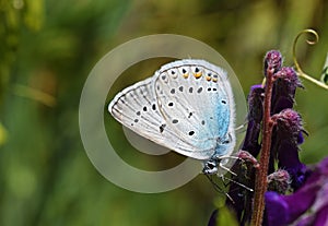 Polyommatus amandus , The Amanda`s blue butterfly photo