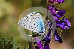 Polyommatus amandus , The Amanda`s blue butterfly photo