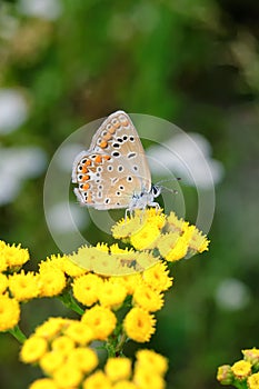 Polyommatus bellargus, Adonis Blue, is a butterfly in the family Lycaenidae. Beautiful butterfly sitting on stem.