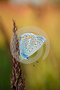 Polyommatus bellargus, Adonis Blue, is a butterfly in the family Lycaenidae. Beautiful butterfly sitting on stem. photo