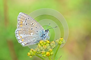 Polyommatus ciloicus alamuticus butterfly