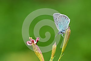 Polyommatus coelestinus butterfly on flower , butterflies of Iran