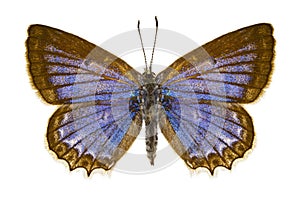 Polyommatus daphnis