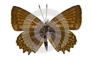 Polyommatus daphnis