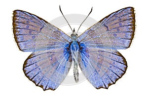 Polyommatus daphnis