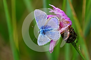 Polyommatus daphnis,European day butterfly