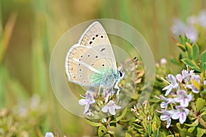 Polyommatus darius butterfly photo