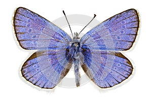 Polyommatus dorylas