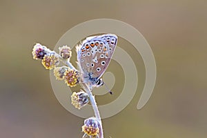 Polyommatus eros, the Eros blue or common meadow blue butterfly