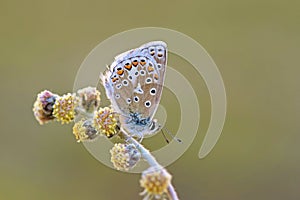 Polyommatus eros, the Eros blue or common meadow blue butterfly photo