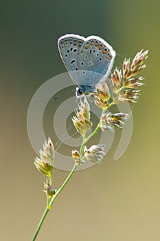 Polyommatus icarus