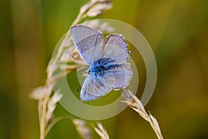 Polyommatus icarus