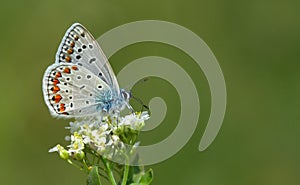 Polyommatus icarus 968