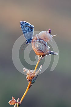 A Polyommatus icarus blue butterfly and a small snail on a dry blade in the early morning