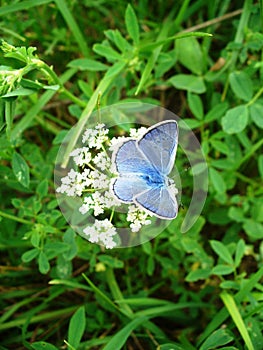 Polyommatus icarus. Blue butterfly in the spring meadow
